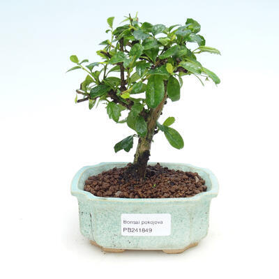 Innenbonsai - Carmona macrophylla - Tee fuki - 1