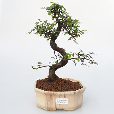 Raum-Bonsai - Ulmus parvifolia - Kleine Elm - 1