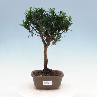 Indoor-Bonsai - Podocarpus - Stein tausend - 1
