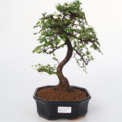 Raum-Bonsai - Ulmus parvifolia - Kleine Elm - 1