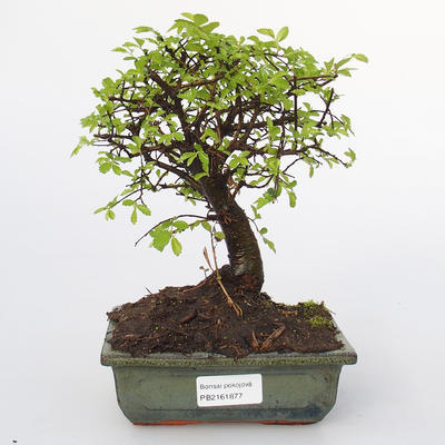 Zimmer Bonsai-Ulmus Parvifolia-Malolist Ulme