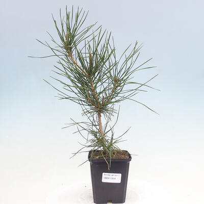 Bonsai im Freien - Pinus thunbergii - Thunbergia-Kiefer