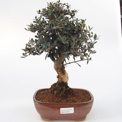 Zimmer-Bonsai - Olea europaea sylvestris - Olivgrüne europäische Bazillen - 1