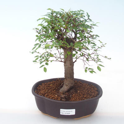 Indoor Bonsai - Ulmus parvifolia - Kleine Blattulme PB2191926 - 1
