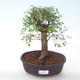 Indoor Bonsai - Ulmus parvifolia - Kleine Blattulme PB2191926 - 1/3