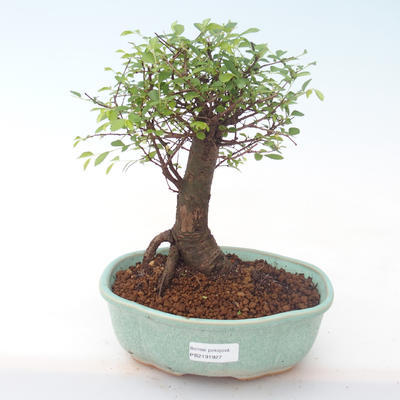 Indoor Bonsai - Ulmus parvifolia - Kleine Blattulme PB2191927 - 1