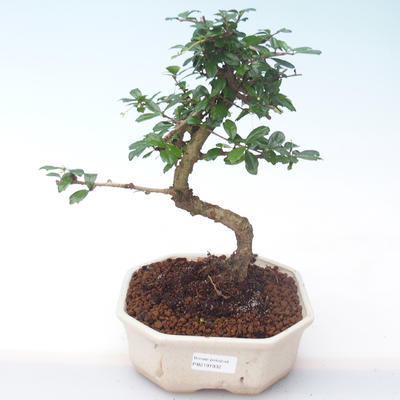 Innenbonsai - Carmona macrophylla - Tee fuki PB2191932 - 1