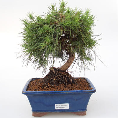 Zimmer Bonsai-Pinus halepensis-Aleppo Pine