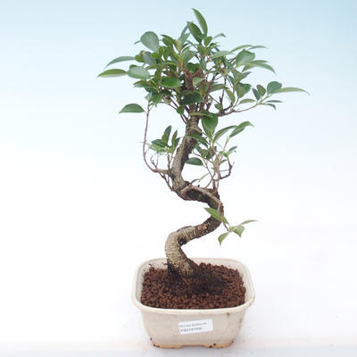 Indoor Bonsai - Ficus kimmen - kleiner Blattficus PB2191936