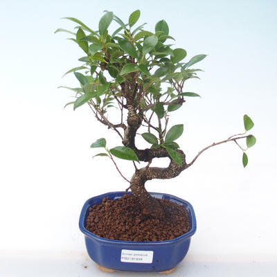 Indoor Bonsai - Ficus kimmen - kleiner Blattficus PB2191939
