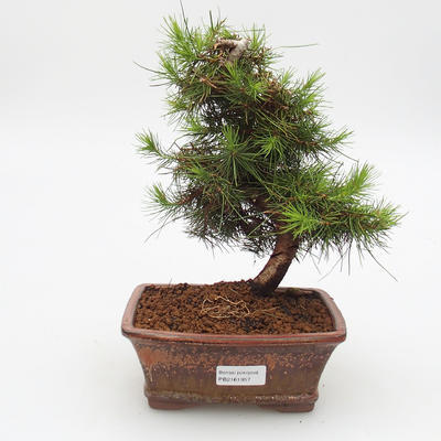 Zimmer Bonsai-Pinus halepensis-Aleppo Pine