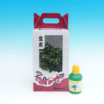 Zimmer-Bonsai in einem Geschenkkarton, Carmona macrophylla - Tee fuki - 1