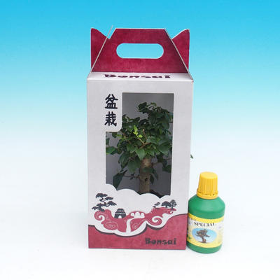 Zimmer-Bonsai in einem Geschenkkarton, Ligustrum chinensiss - immergrün Liguster - 1