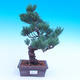 Outdoor-Bonsai -Borovice drobnokvětá - Pinus parviflora glauca - 1/3