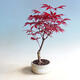 Outdoor-Bonsai - Acer-Palme. Atropurpureum-Rotes Palmblatt - 1/2