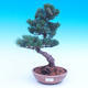 Outdoor-Bonsai -Borovice drobnokvětá - Pinus parviflora glauca - 1/3