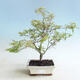 Bonsai im Freien - Acer palmatum Schmetterling - 1/2