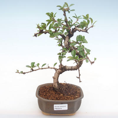 Innenbonsai - Carmona macrophylla - Tee fuki PB2210 - 1