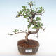 Innenbonsai - Carmona macrophylla - Tee fuki PB2210 - 1/5