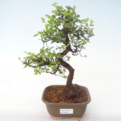 Indoor Bonsai - Ulmus parvifolia - Kleine Blattulme PB2192010 - 1