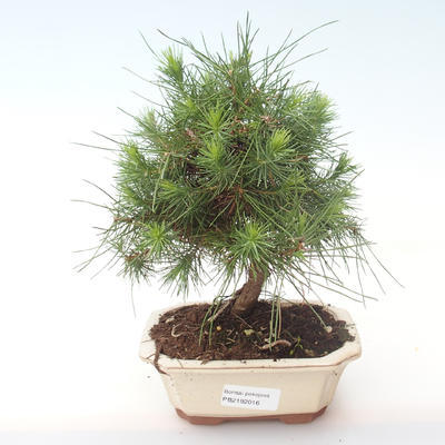 Indoor Bonsai-Pinus halepensis-Aleppo Kiefer PB2192016