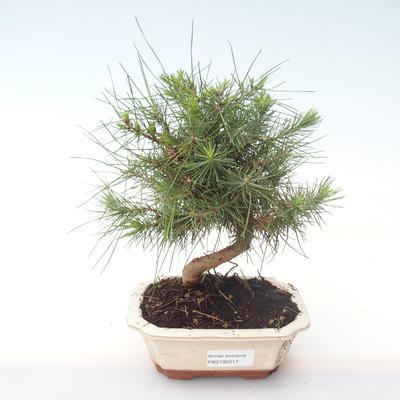 Indoor Bonsai-Pinus halepensis-Aleppo Kiefer PB2192017