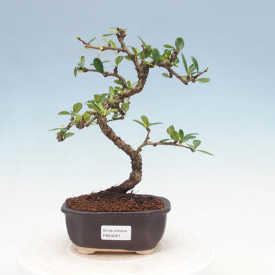 Zimmerbonsai - Carmona macrophylla - Fuki-Tee - 1