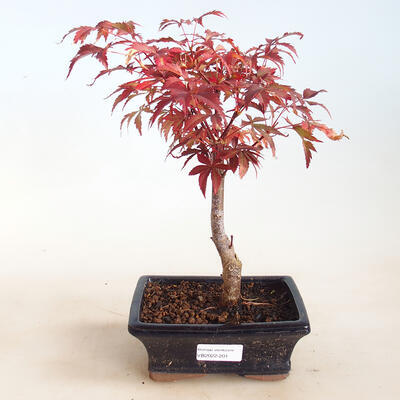 Outdoor-Bonsai - Acer-Palme. Atropurpureum-Rotes Palmblatt