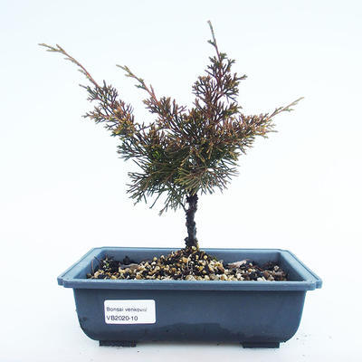 Outdoor Bonsai - Juniperus chinensis Itoigawa-Chinesischer Wacholder VB2020-10