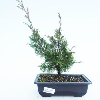Bonsai im Freien - Juniperus chinensis Itoigawa-chinesischer Wacholder VB2020-11