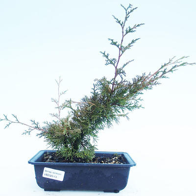 Bonsai im Freien - Juniperus chinensis Itoigawa-chinesischer Wacholder VB2020-13