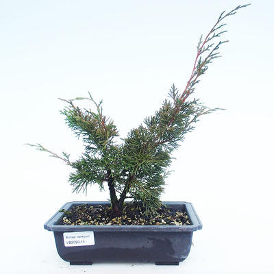 Outdoor Bonsai - Juniperus chinensis Itoigawa-Chinesischer Wacholder VB2020-14
