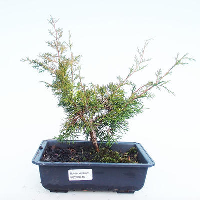 Bonsai im Freien - Juniperus chinensis Itoigawa-chinesischer Wacholder VB2020-16