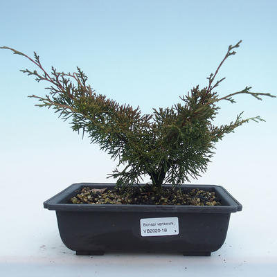 Bonsai im Freien - Juniperus chinensis Itoigawa-chinesischer Wacholder VB2020-18