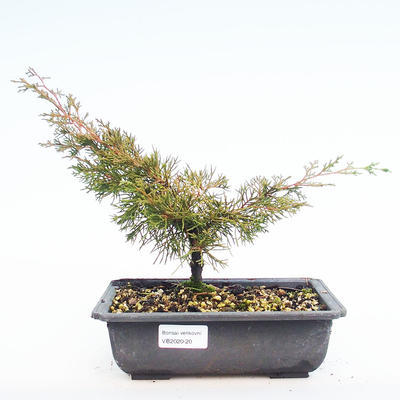 Outdoor Bonsai - Juniperus chinensis Itoigawa-Chinesischer Wacholder VB2020-20