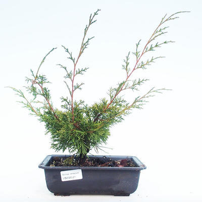 Bonsai im Freien - Juniperus chinensis Itoigawa-chinesischer Wacholder VB2020-21