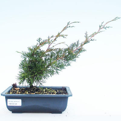 Outdoor Bonsai - Juniperus chinensis Itoigawa-Chinesischer Wacholder VB2020-26