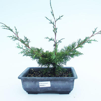 Außenbonsai - Juniperus chinensis Itoigawa-Chinesischer Wacholder VB2020-3