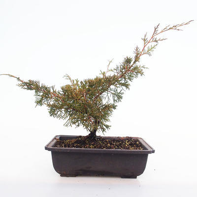 Outdoor Bonsai - Juniperus chinensis Itoigawa-Chinesischer Wacholder VB2020-30