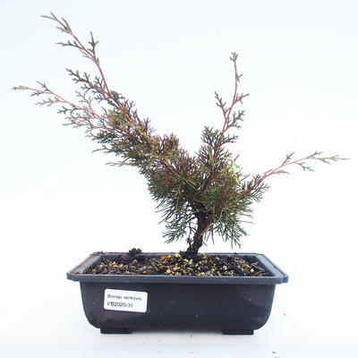 Bonsai im Freien - Juniperus chinensis Itoigawa-chinesischer Wacholder VB2020-31