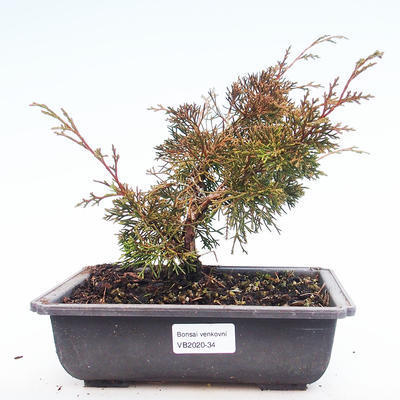 Bonsai im Freien - Juniperus chinensis Itoigawa-chinesischer Wacholder VB2020-34