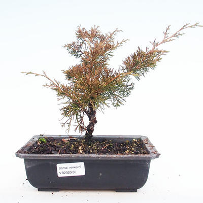 Outdoor Bonsai - Juniperus chinensis Itoigawa-Chinesischer Wacholder VB2020-35