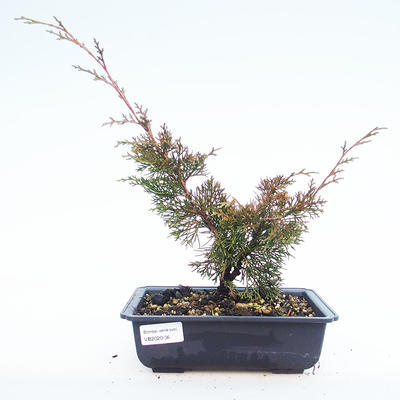 Outdoor Bonsai - Juniperus chinensis Itoigawa-Chinesischer Wacholder VB2020-36
