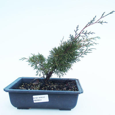 Outdoor Bonsai - Juniperus chinensis Itoigawa-Chinesischer Wacholder VB2020-4