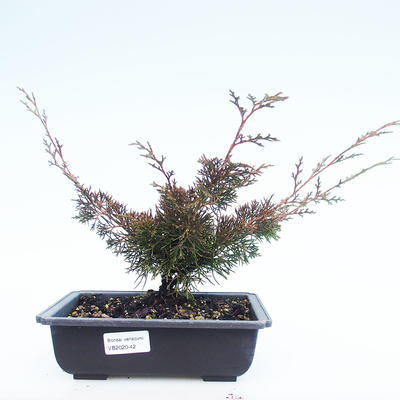 Outdoor Bonsai - Juniperus chinensis Itoigawa-Chinesischer Wacholder VB2020-42