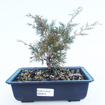 Outdoor Bonsai - Juniperus chinensis Itoigawa-Chinesischer Wacholder VB2020-6