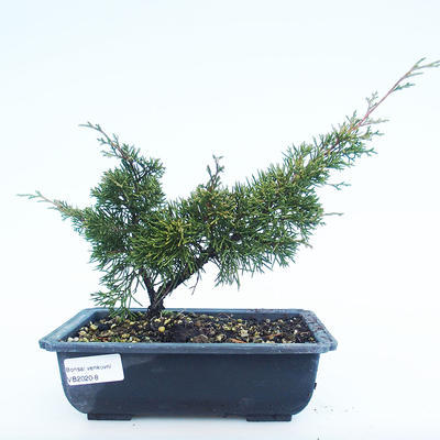 Outdoor Bonsai - Juniperus chinensis Itoigawa-Chinesischer Wacholder VB2020-8
