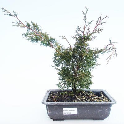 Outdoor Bonsai - Juniperus chinensis Itoigawa-Chinesischer Wacholder VB2020-9