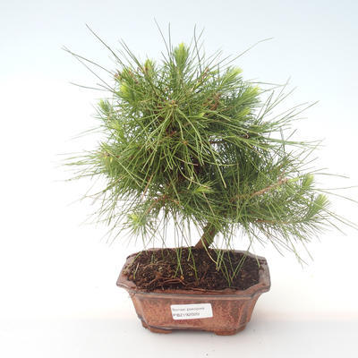 Indoor Bonsai-Pinus halepensis-Aleppo Kiefer PB2192020