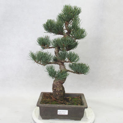 Bonsai im Freien - Pinus parviflora - kleinblumige Kiefer - 1